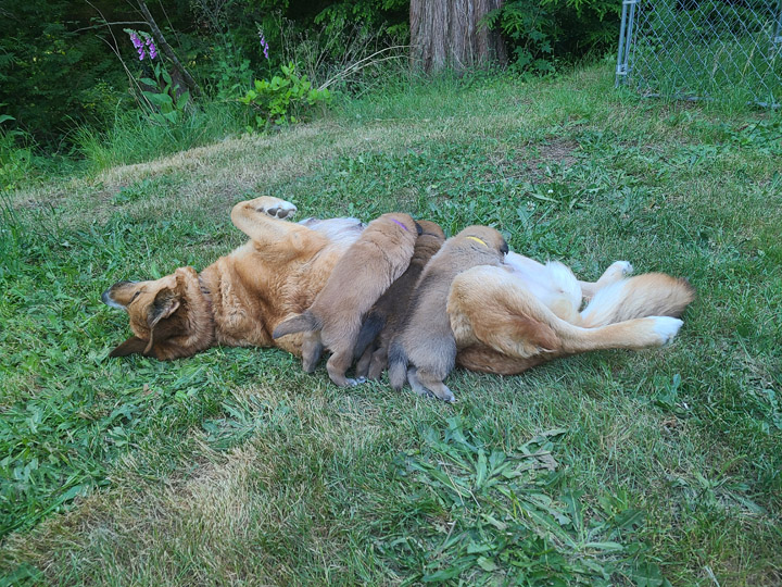 chinook dog
